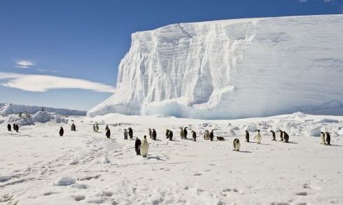 Königspinguine stehen verstreut im Schnee, im Hintergrund ein riesiger Eisberg