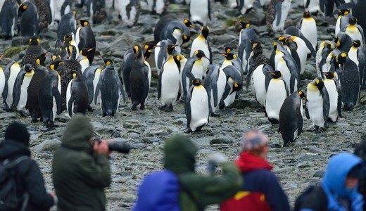 Königspinguine Antarktis