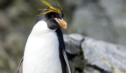 Macaroni Pinguin Antarktis