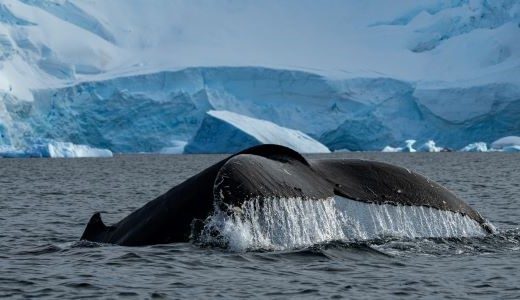 Buckelwalflosse kommt gerade aus dem Wasser vor einem großen Eisberg in der Antarktis.