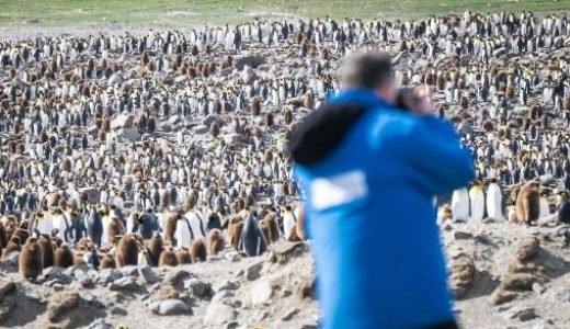 Pinguine mit ihren Jungen an Land Antarktis