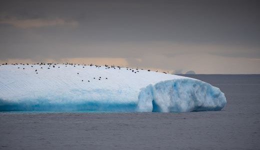 Pinguine auf Eisberg