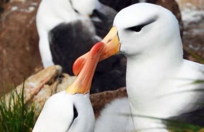 Falklandinseln_Albatrosse