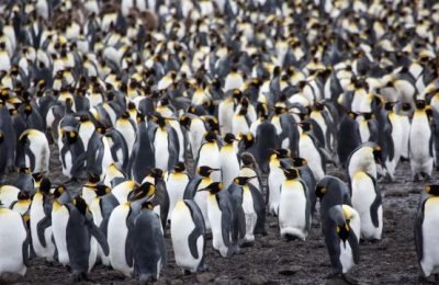 Königspinguin_Kolonie_Südgeorgien_Sailsbury