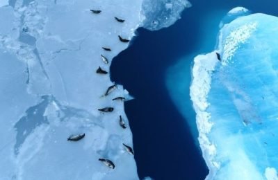 Eisscholle_mit_Robben_Südpolarkreis