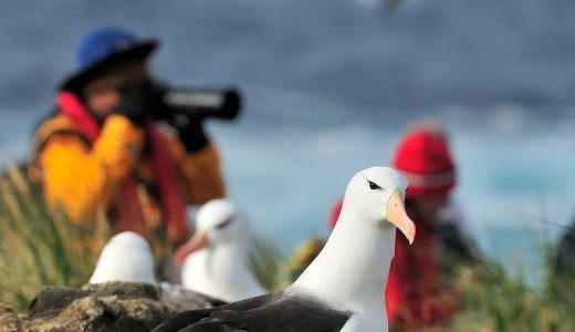 Schwarzbrauenalbatross Antarktis