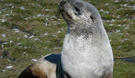 Seebär an Land Antarktis