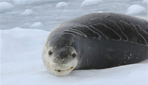 Seeleopard der zu Lachen scheint in der Antarktis
