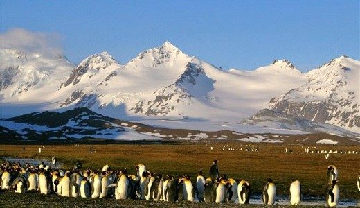 Pinguine und schneebedeckte Berge Antarktis