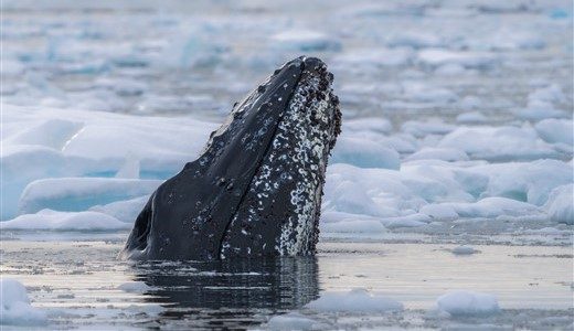 Nase eines Buckelwals schaut aus dem Eiswasser in der Antarktis.