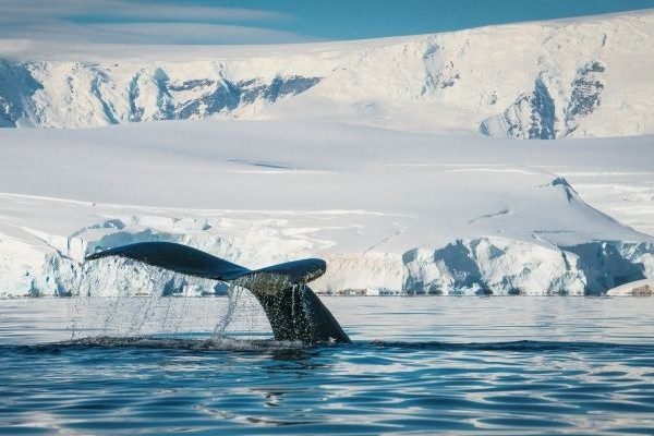 Walflosse vor Eislandschaft