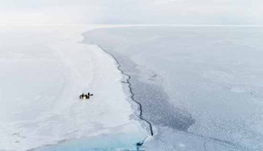 Pinguine Antarktis