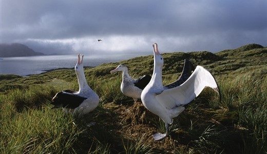 Wanderalbatrosse Antarktis