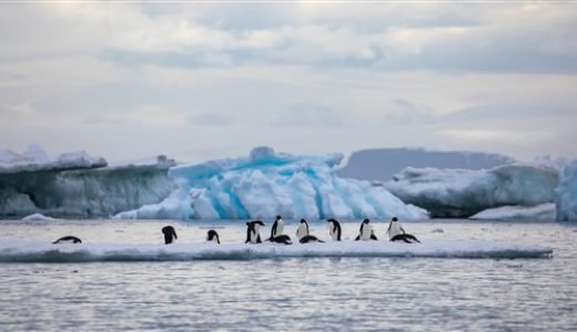 Adelie Pinguine Antarktis