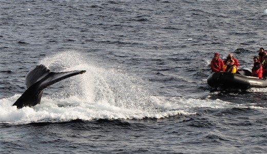 Zodiacfahrt Walsichtung Antarktis