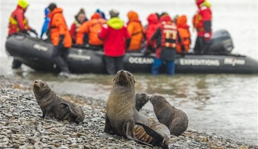 Antarktis Landgang mit dem Zodiac zu Seehunden