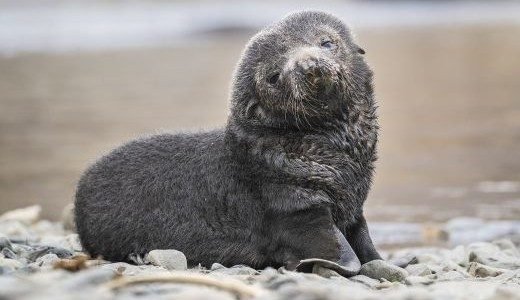 Jungtier an Land Antarktis