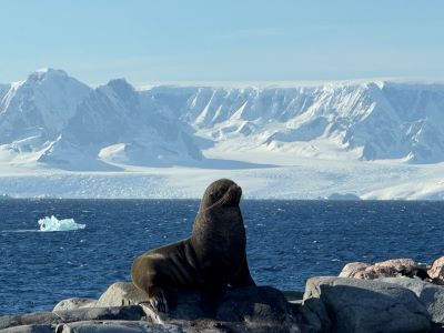 Seelöwe vor faszinierender Eiskulisse