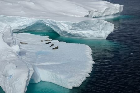 Eisscholle mit Robben in der Antarktis