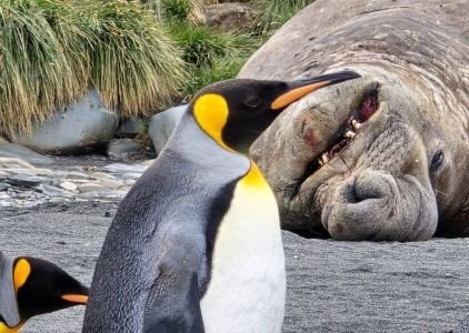 Pinguine und Seeelefant Südgeorgien